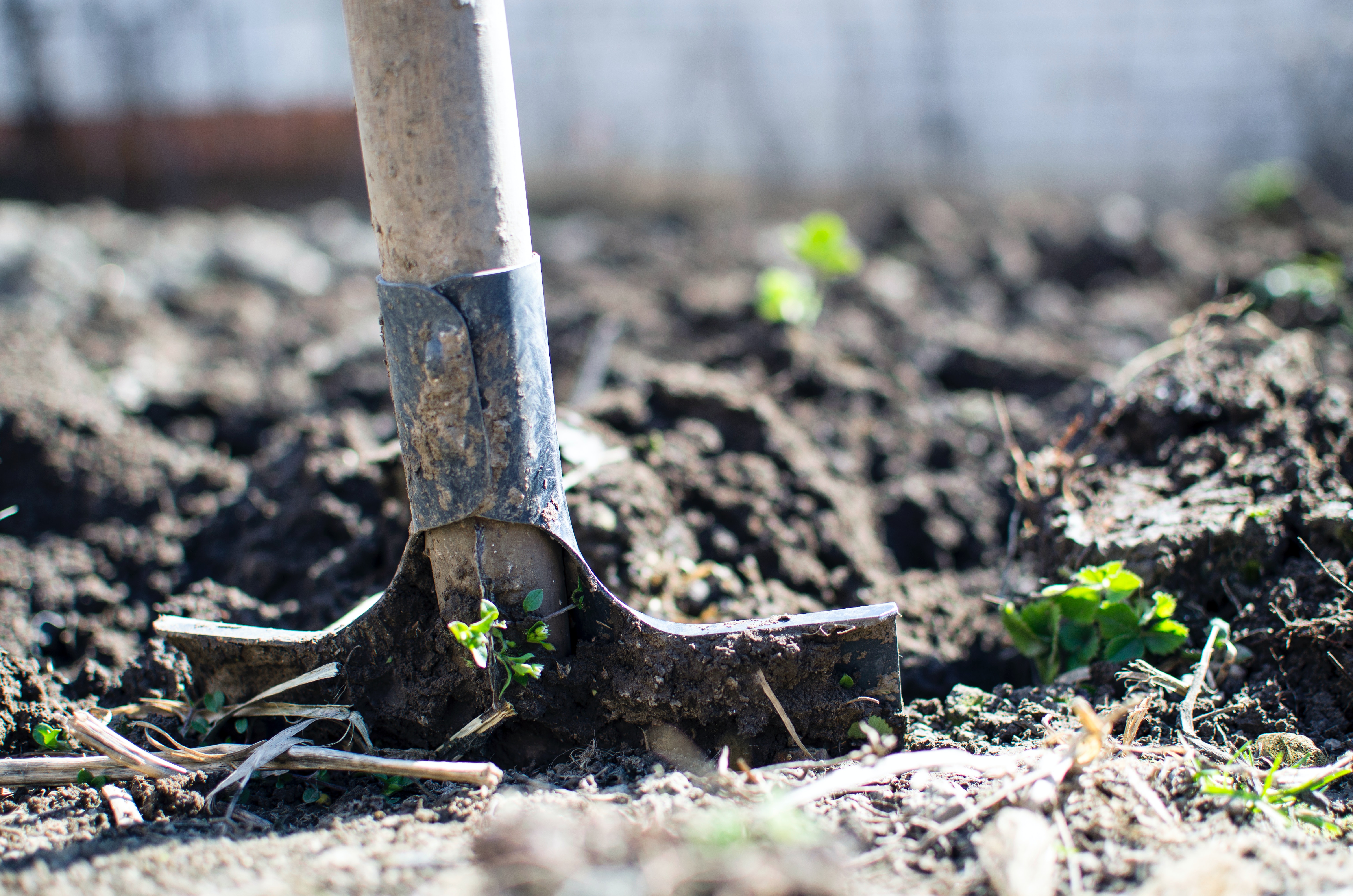 Shovel in ground